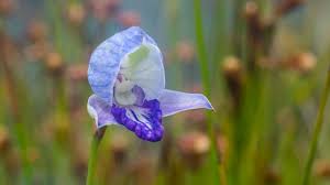 Image result for Disa baurii