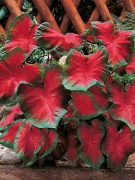 Image result for Caladium
