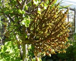 Image result for Viscum congolense