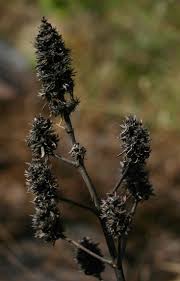 Image result for Pycnostachys