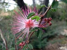 Image result for Dietes flavida