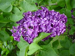 I have them growing in several of my flower beds. Lilacs How To Plant Grow And Care For Lilac Shrubs The Old Farmer S Almanac