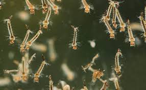 Raising Mosquito Larvae For A Nutritious Live Fish Food It S Free Fishlab