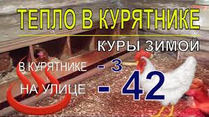 кур несушек зимний курятник на 10 кур своими руками чертежи фото Pochemu V Kuryatnike Zimoj Teplo Pri 42 Kury Nesushki Zimoj Soderzha Kuryatnik Kury Razvedenie Kur
