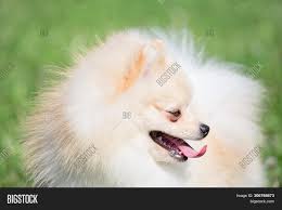 We did not find results for: Cute Pomeranian Spitz Image Photo Free Trial Bigstock