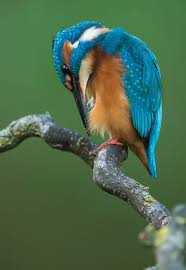 Eisvogel Forum Fur Naturfotografen Eisvogel Eis Bilder