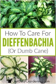 We did not find results for: How To Care For Dieffenbachia Dumb Cane Get Busy Gardening