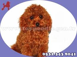 Red Toy Poodle 05323438041 Http Www Toypoodle Gen Tr Toy Poodle Red Html Oyuncak Kanis Poodle Kopek