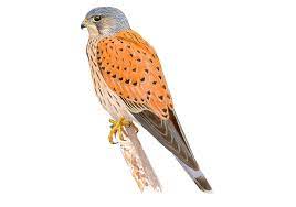 Cernícalo del amur hembra sobrevolando una granja estado … Cernicalo Vulgar Seo Birdlife
