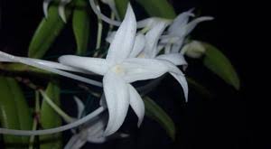 Image result for Angraecum chamaeanthus