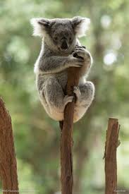 Koala Bear Koala Bear Bear Spectacled Bear