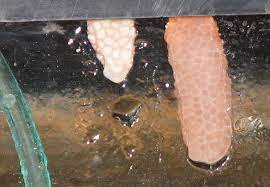 I had several batches hatch when. What To Do With A Clutch Of Mystery Snail Eggs My Aquarium Club