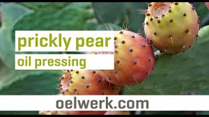 The most common cactus pear seeds material is metal. Prickly Pear Oil Pressing With German Oilpress Ow510s Inox Youtube
