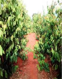 Image result for Ochthocharis dicellandroides