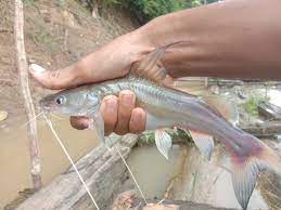 Catfish Ikan Sungai