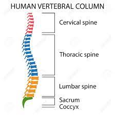 T1 to t12) and are the chest back bones of the spinal column. Diagram Of A Human Spine With Names Of All Sections Of The Vertebrae Royalty Free Cliparts Vectors And Stock Illustration Image 81440488