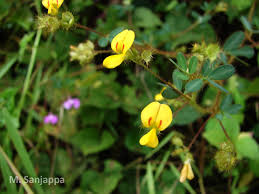 Image result for Smithia