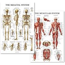The 200 bones of the human body act as a scaffold, providing support, protection, facilitating locomotion, and even storing various cells and. Buy Palace Learning Muscular Skeletal System Anatomical Poster Set Laminated 2 Chart Set Human Skeleton Muscle Anatomy Double Sided 18 X 27 Online In Hong Kong B07bcnhc3k