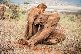 Sheldrick Wildlife Trust - Girlfriends always have each other's backs! It's well known that elephants work together to solve problems – after all, it's all about team work. At our Voi Reintegration