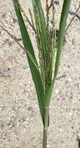 Image result for Panicum miliaceum