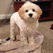 Located in kinzers, pa and shrewsbury, pa, we're here to help you find your perfect puppy! Breeder Of Beautiful Cockapoo Schnoodle And Cavapoo Puppies
