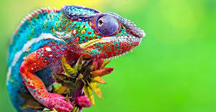 Pictures of reptiles animals with names. Reptiles Types Of Reptiles Az Animals