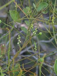 Image result for Cassytha filiformis