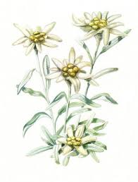 Stella Alpina Disegno Cerca Con Google Illustrazioni Di Fiori Dipinti Floreali Disegni Botanici