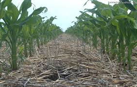 Evaluación de eficiencia del fertilizante starter líquido Dualfos Max® aplicado en forma localizada en Maiz. – Dualfos