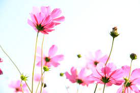 Pin On My Favorite Cosmos Flowers