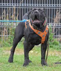 image result for cerber presa canario sobaki sobachki