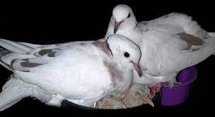 Fantastic Site About Keeping Doves As Pets From Gender Cages To Feeding Mating Hygiene Pet Doves Co Types Of Pet Birds Types Of Pet Turtles Pet Lizards