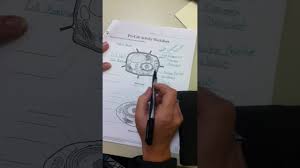 Animal cells should have a more rigid structure compared to animal cells because of their cell wall. U3 Answer Key Organelle Pre Lab Worksheet Youtube