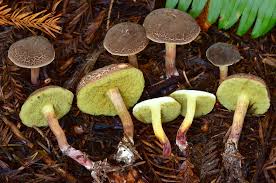 Image result for Xerocomellus diffractus