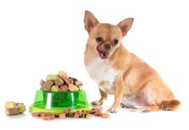Image result for chihuahua big obesity