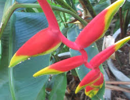 Image result for Heliconia rostrata