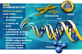 Qué es el genoma?