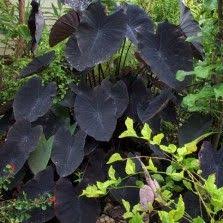 Tanaman Hias Daun Bibitbunga Com Part 2 Menanam Tanaman Indoor Tanaman