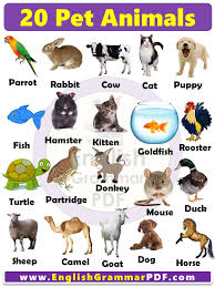 Serving as a reminder that humans are not the only livin. 20 Pet Animals Name List With Pictures In English For Kids Pdf English Grammar Pdf