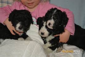 These fluffy, playful, and loyal bordoodle puppies are a cross between a border collie and a poodle. Bordoodle Puppies