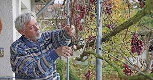 In den wintermonaten wird der eigentliche schnitt der weinreben vorgenommen, im sommer ist lediglich ein auslichten angesagt. Weinreben Schneiden So Wird S Gemacht Mein Schoner Garten