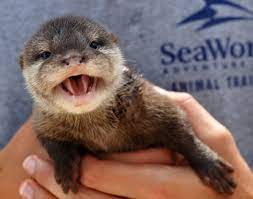 Asian Small Clawed Otters Otters Baby Otters Cute Animals