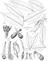 Image result for Xylopia lukei