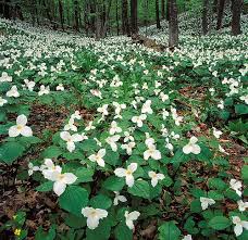 Large Flowered Trillium Trillium Grandiflorum Large Flow Flickr Woodland Plants Plants Wild Plants