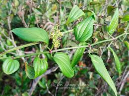Image result for Rubia cordifolia