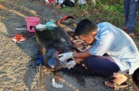 Paus sperma terapung di tengah laut. Misteri Paus Sperma Kerdil Yang Terdampar Di Laut Pandeglang Hitekno Com