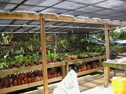 Maybe you would like to learn more about one of these? Some Pics From Work Orchid Board Most Complete Orchid Forum On The Web Orchid House Succulent Landscaping Orchids