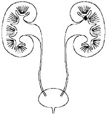 Stupid Kidneys Renal Pathology Kidney