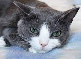 50 Grey And White Cat Names Grey And White Cat White Cat Breeds Grey Cats