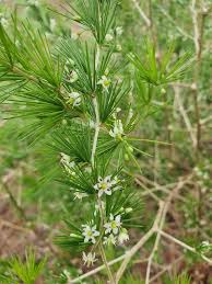 Image result for Asparagus laricinus